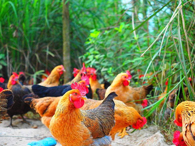 鸡有蛔虫怎么办,鸡肠道虫防治