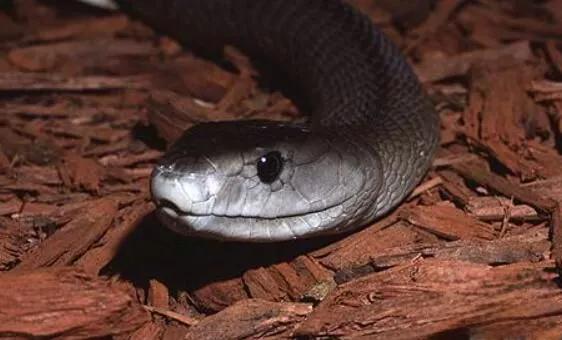 速度最快的蛇：非洲黑曼巴，时速高达23公里,攻击速度0.3秒