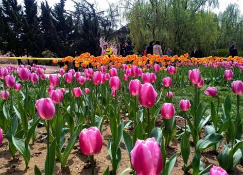 郁金香种球分裂后的小球能开花吗,郁金香开完就扔掉了吗