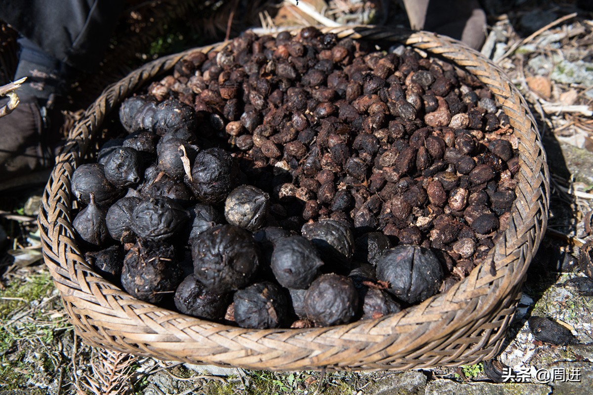 80岁老夫妻捡拾桐子果，剥壳晒干后卖2元1斤，能卖一分算一分