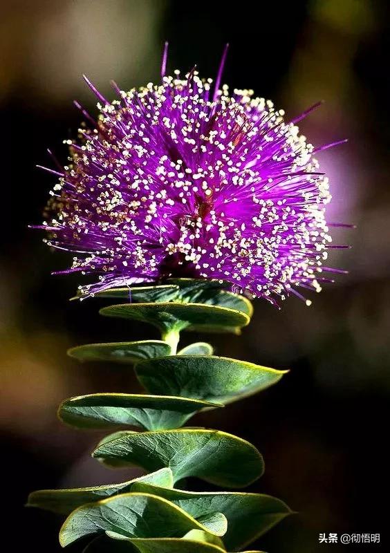 十种稀有长寿花,80个长寿花品种全都美极了