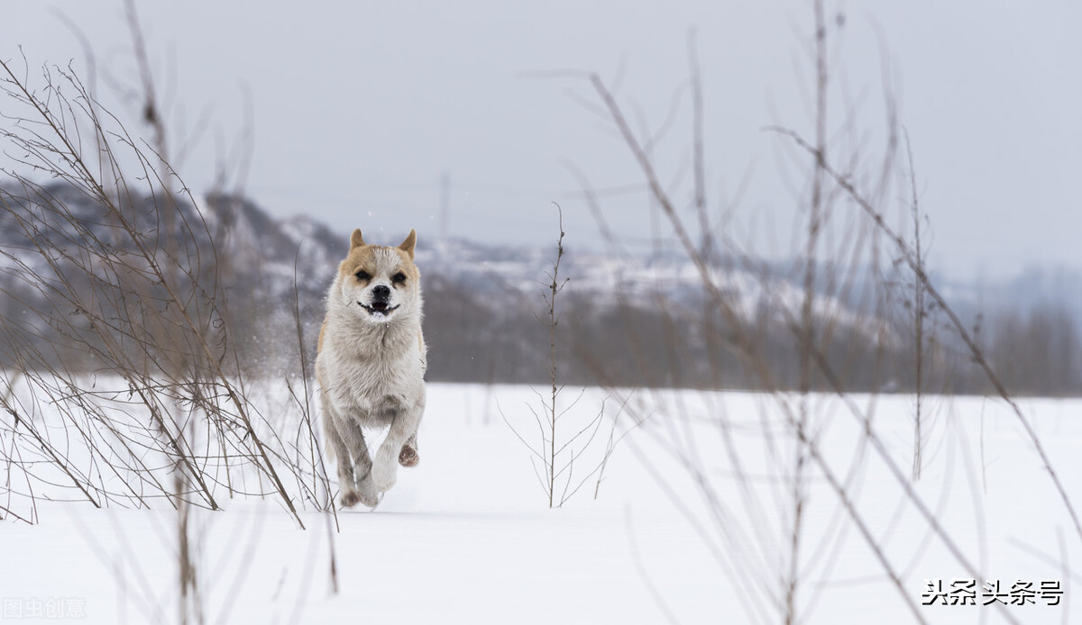 我为什么不吃猪肉,我为什么不吃牛肉