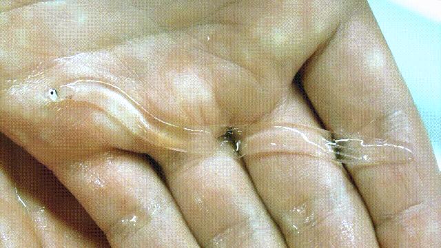 原来，你吃的鳗鱼，每一只都见过海底深渊的秘密｜自说自话的总裁