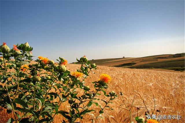 红花的种植方法与注意事项,红花种植方法及注意事项