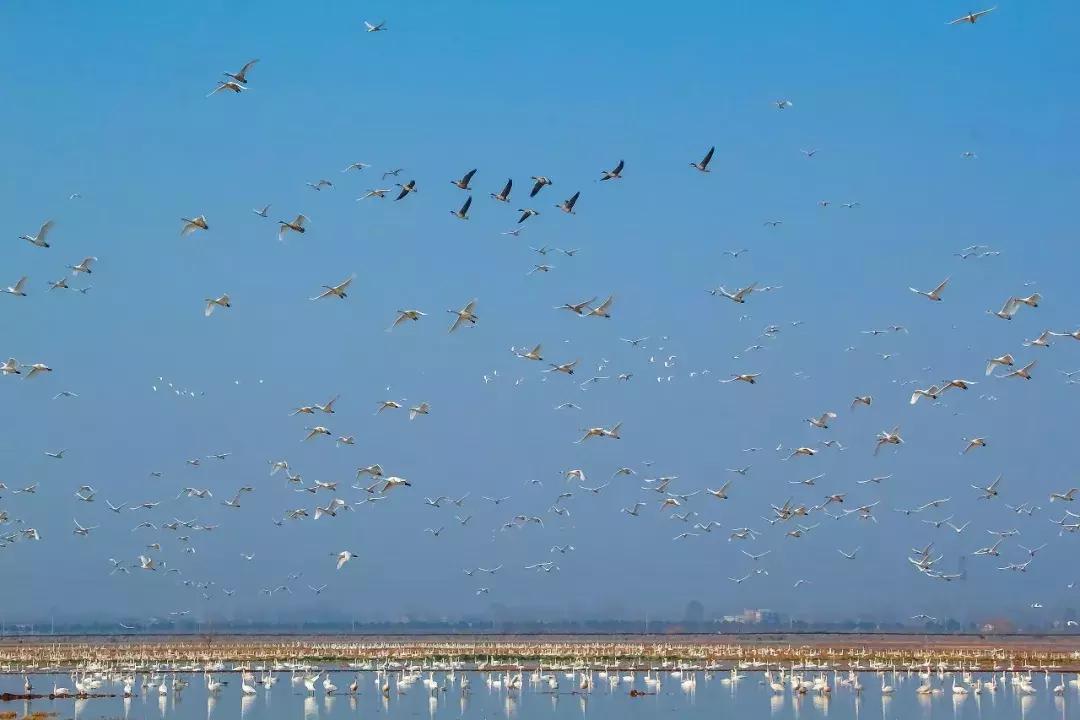 龙感湖小学视频,龙感湖中心小学教育