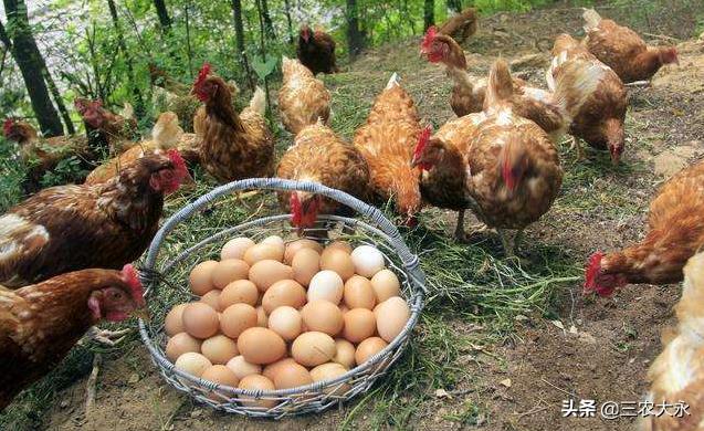 蛋鸡老是脱肛怎么回事,蛋鸡老是脱肛