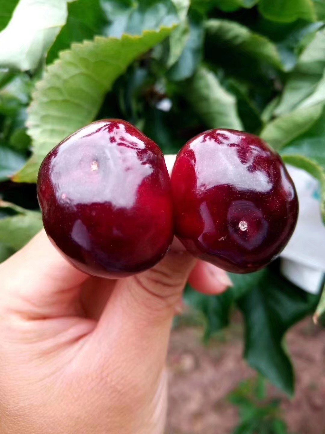 雅安汉源车厘子采摘基地在哪里,雅安汉源车厘子哪个地方的最好