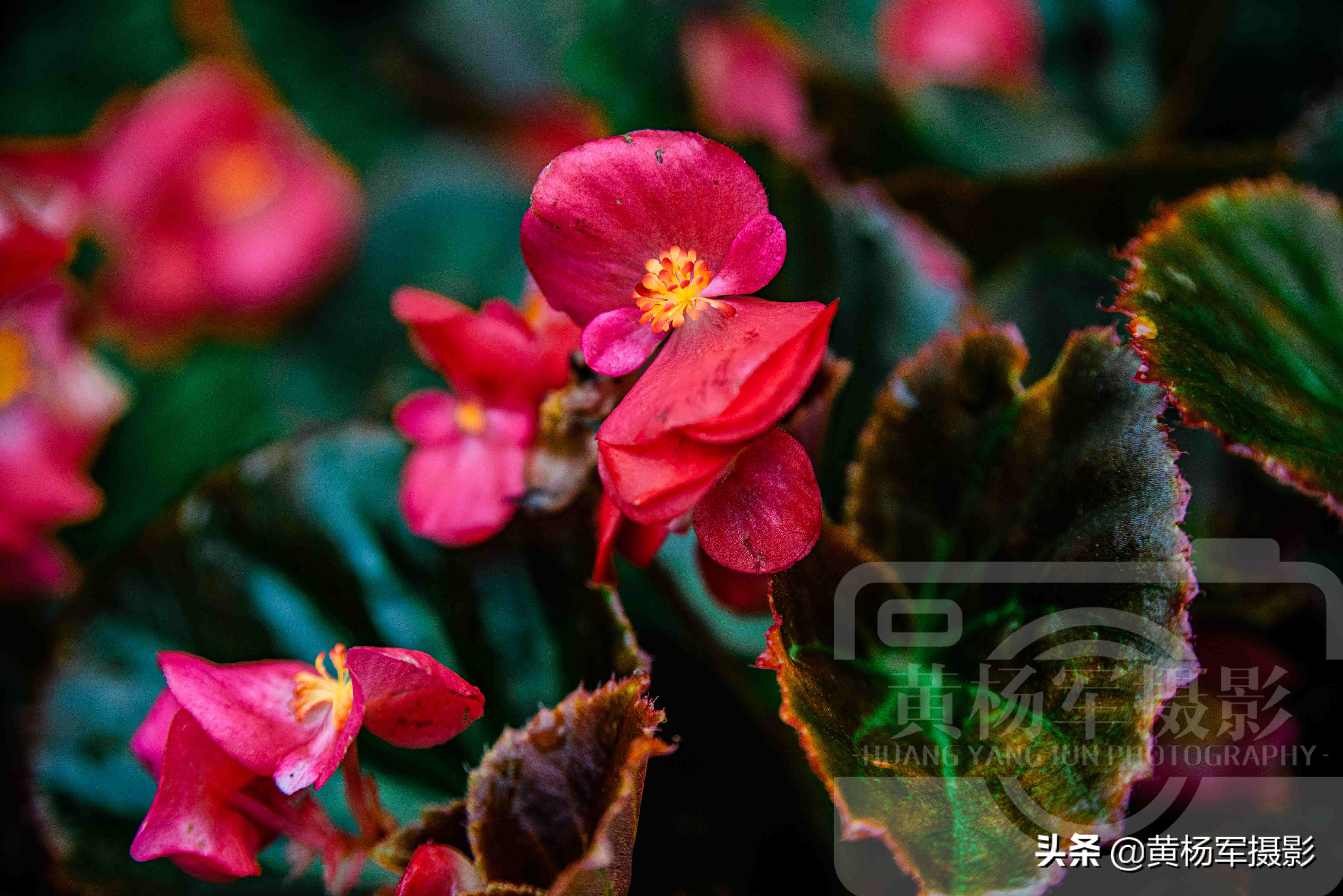 四季海棠花哪一种最漂亮,绚丽四季海棠花