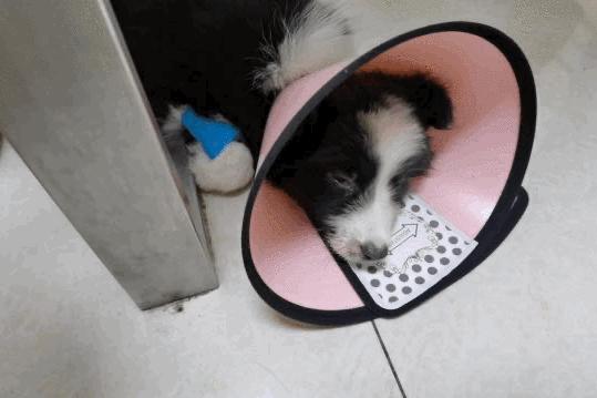 卡布：来自一只三个月大的边境牧羊犬，一封遗留在人间的草稿