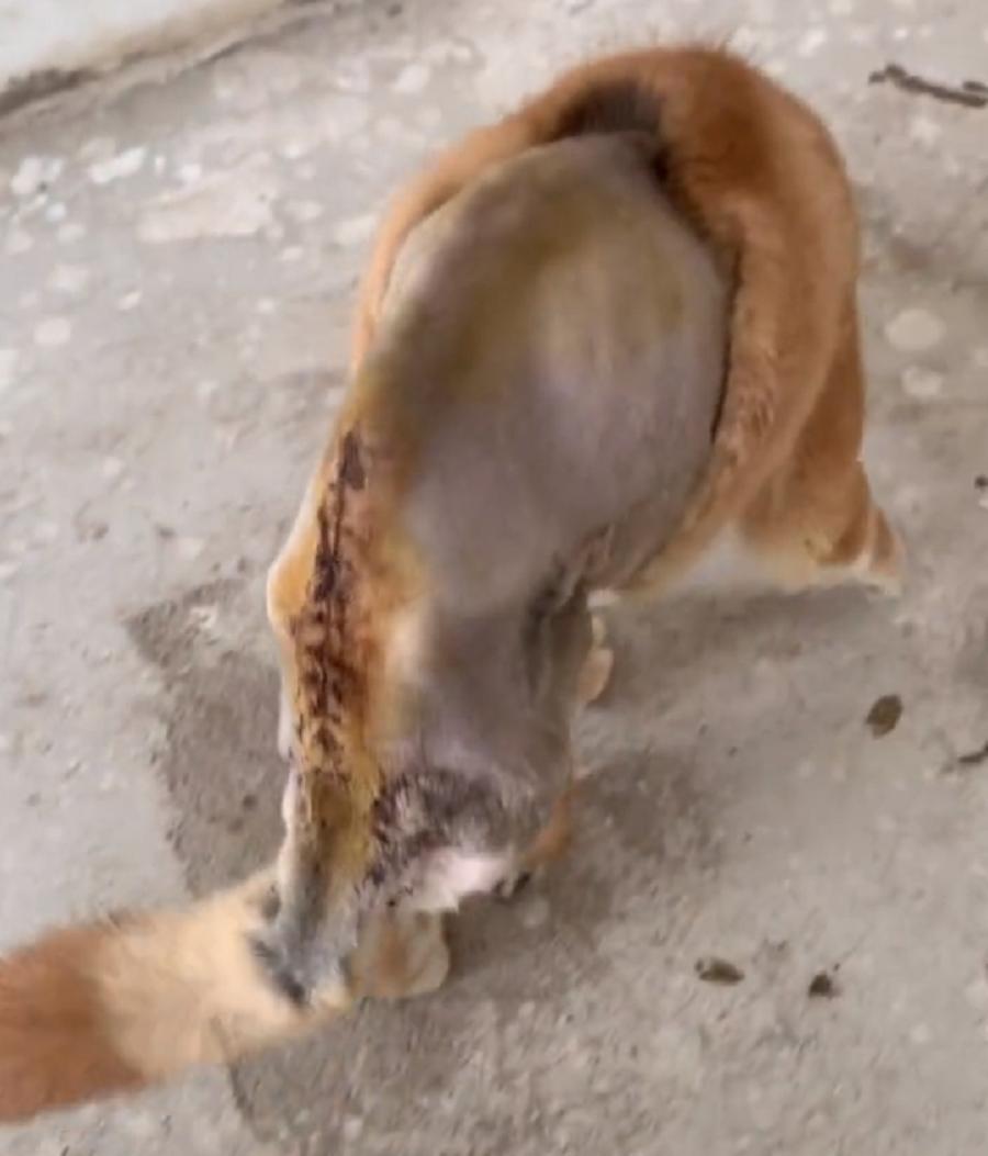 宠物医院救助车祸的狗狗,救治车祸流浪狗