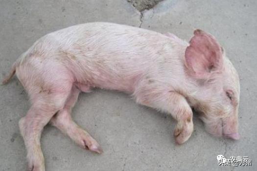 仔猪红痢是什么病,仔猪红痢临床最明显的症状是