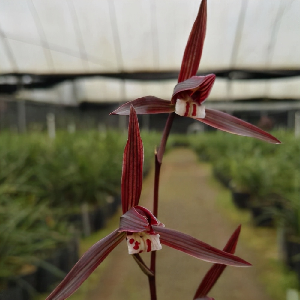 即香又好看又名贵的兰花,香味最好的兰花是哪个品种