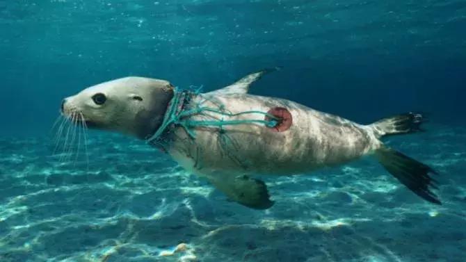 废弃渔网,废弃的渔网视频大全