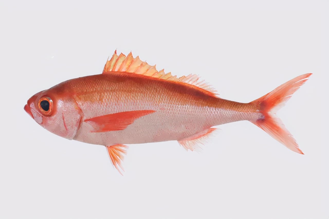 中国本土正宗鱼类品种大全,进口鱼类最新消息