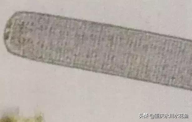 蓝藻颤藻图片,蓝藻颤藻怎么治