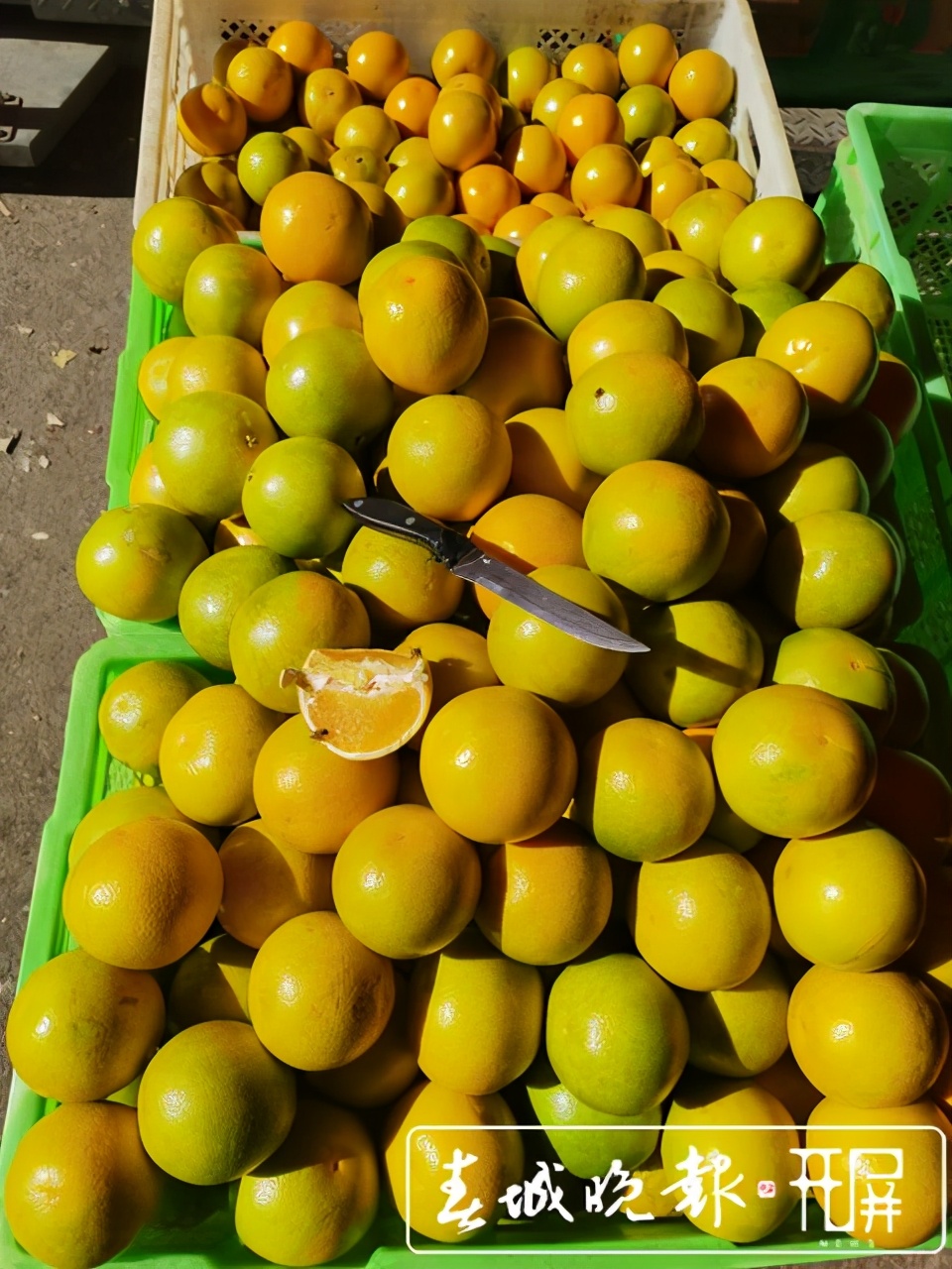 褚橙售卖期,褚橙最新发货消息