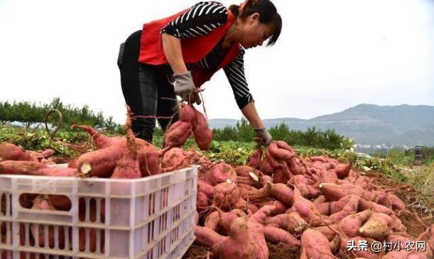 2022年农村创业什么最赚钱快,适合农村创业的最新致富项目