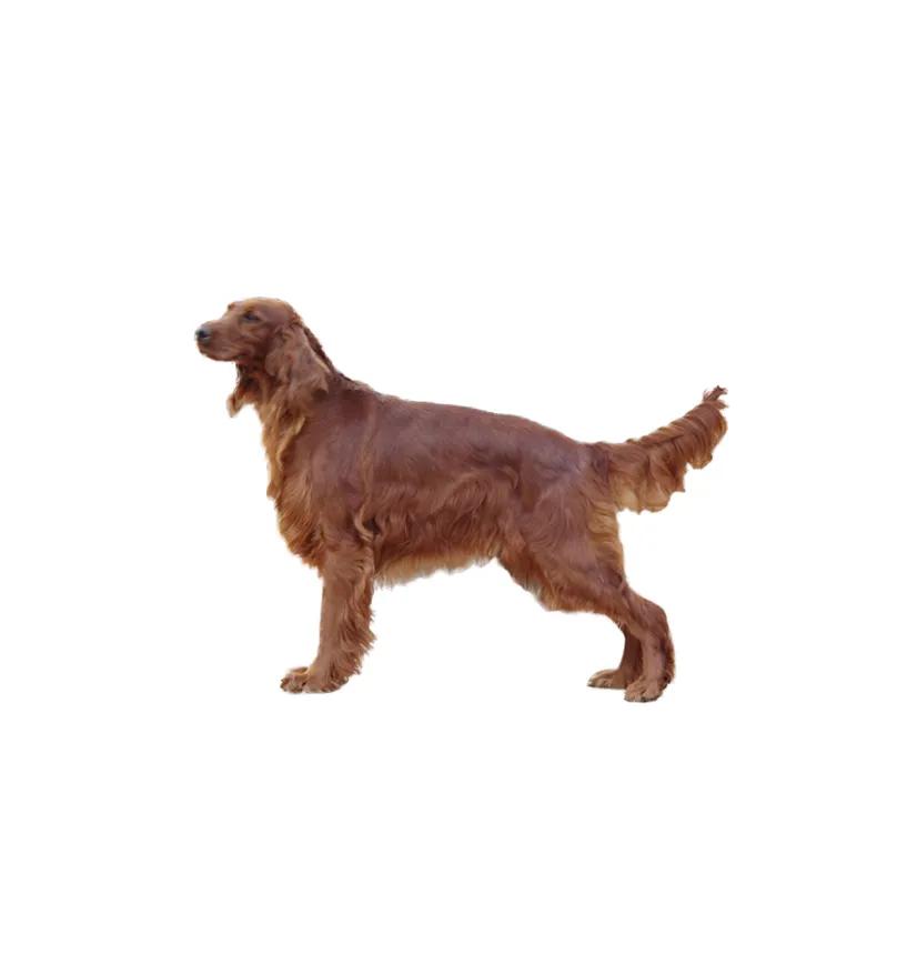 滨州48种烈性犬标准,滨州烈性犬最新规定