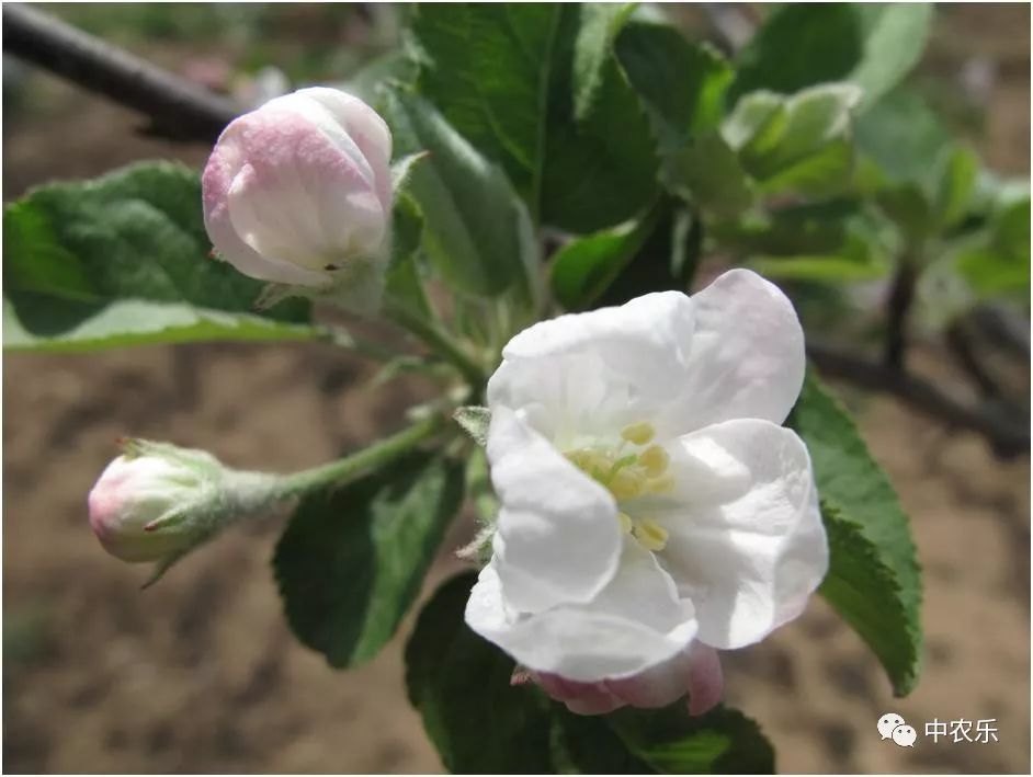 合理投资的正确方法,果园投资回报率