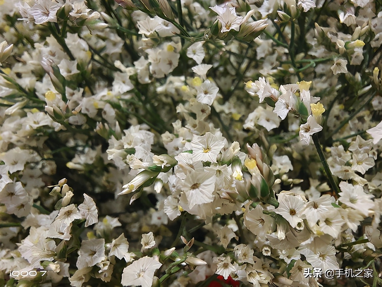 iqoo7和iqooneo5哪个值得入手,iqoo7pro与iqoo7有什么区别