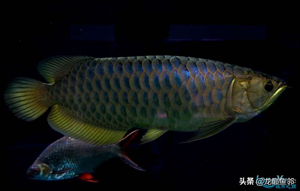 龙鱼不吃食加什么,龙鱼一直不吃食是什么原因