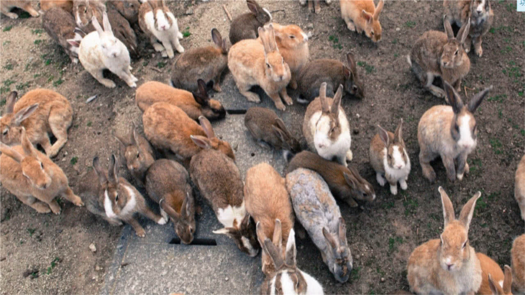 澳大利亚的野兔为什么会泛滥成灾,澳洲野兔泛滥成灾到底有多疯狂