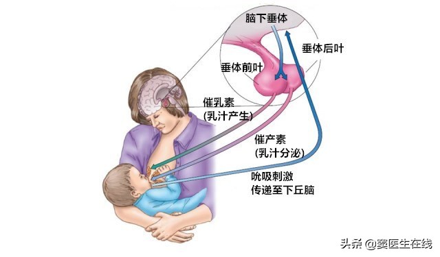 甲磺酸溴隐亭有什么用处,甲磺酸溴隐亭片对胎儿有影响吗