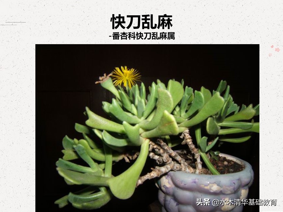梦幻女王多肉植物百科图谱,原产地多肉植物图谱pdf
