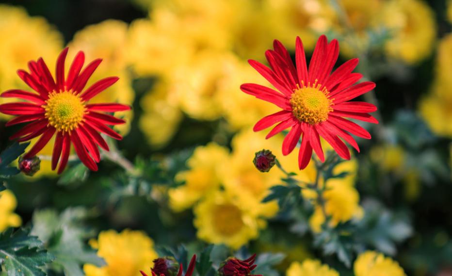 关于重阳赏菊花现代诗句,秋夜里赏菊花唯美诗句