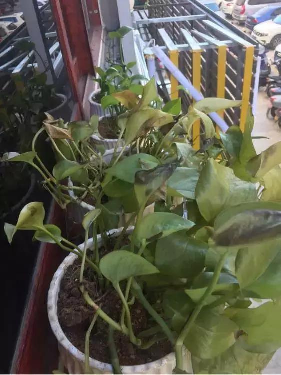 君子兰砍一刀留几公分,君子兰砍了一刀就开花了