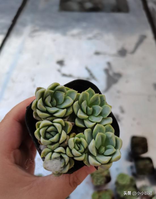 肉肉开箱专辑,肉肉开箱视频大全