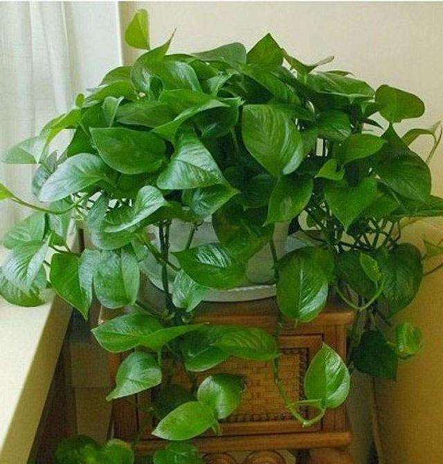 绿萝的枝条长得太长敢剪掉吗,绿萝枝条上的气根能剪掉吗