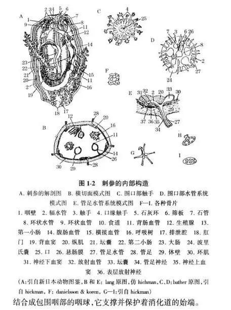 天价海参是不是骗人的,天价海参可靠吗