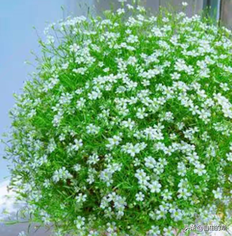 满天星播种，种子长毛了怎么办？种子长毛了可补救吗？