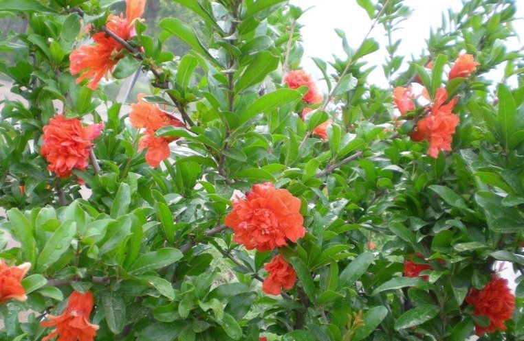 石榴优良品种牡丹石榴,喜欢石榴是因为什么