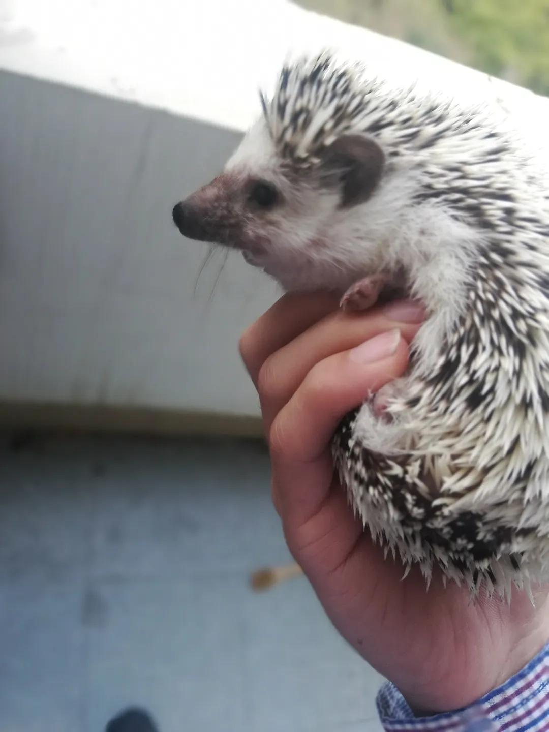 和宠物交流说什么,和宠物谈恋爱