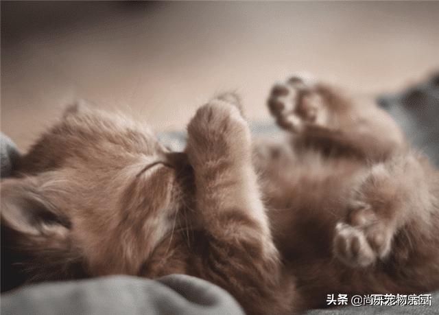 为什么母猫交配过程中撕心裂肺，而狗却静悄悄，看完涨姿势了