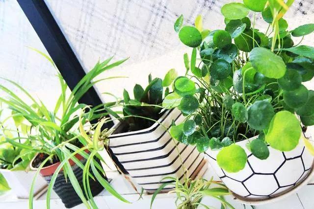 花盆起虫子用什么灭虫子,怎样杀死花盆里面的小飞虫