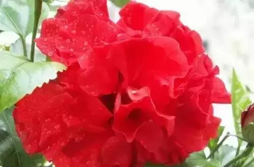 河南城市的市花有哪些花,全国56市市花图片