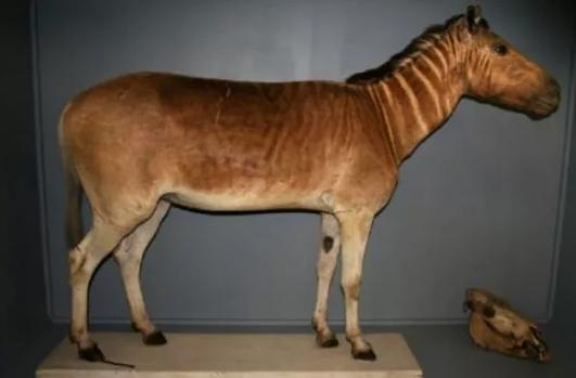 斑马斑马你不要睡着啦什么意思,斑马斑马你不要睡着啦是什么意思