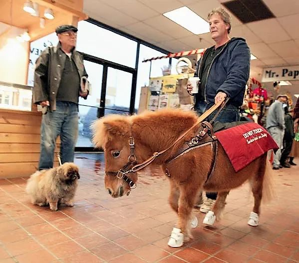 导盲马寿命有多长,导盲马可以看多远