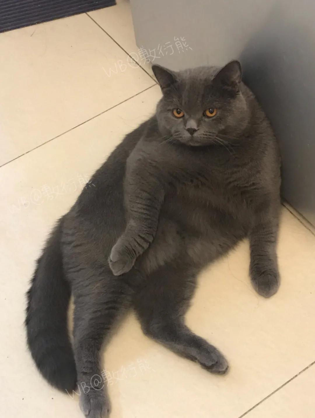 猫是只好猫,可被网友恶整后…哈哈哈没脸见人了