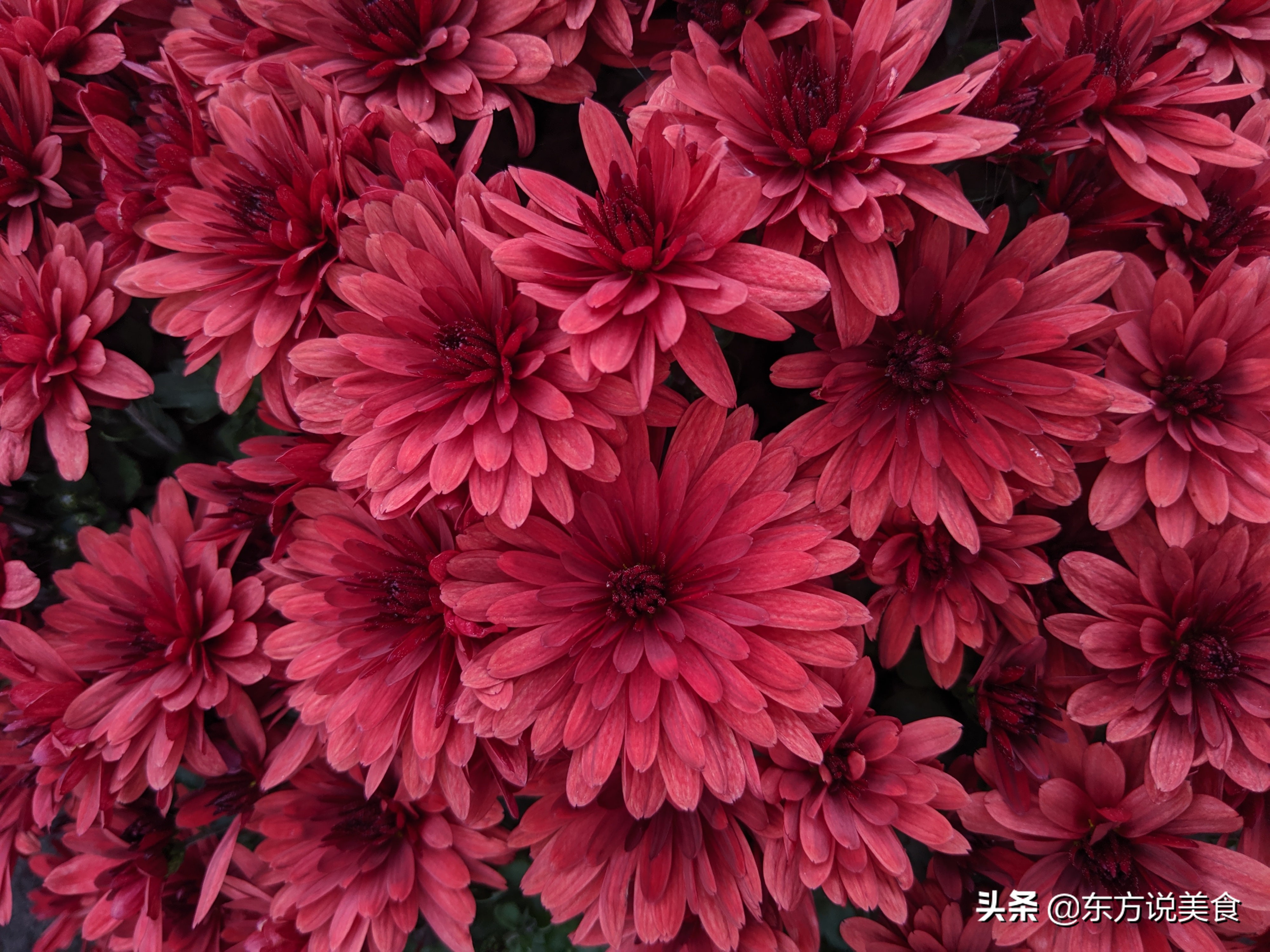 防霉健康菜板使用方法,菜板气味怎么去除