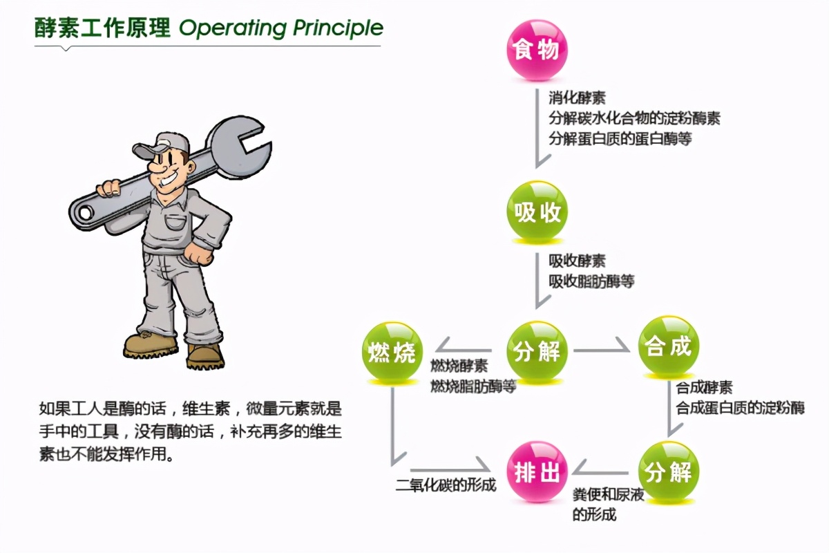 酵素真的那么好吗,酵素是不是很好的肥料