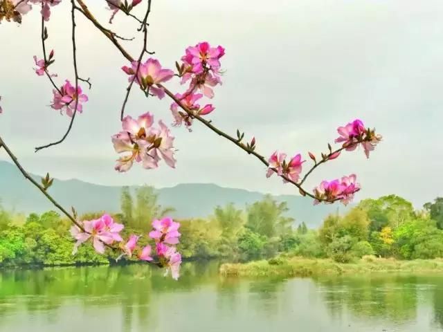 深圳经济特区的生日,深圳经济特区生日快乐