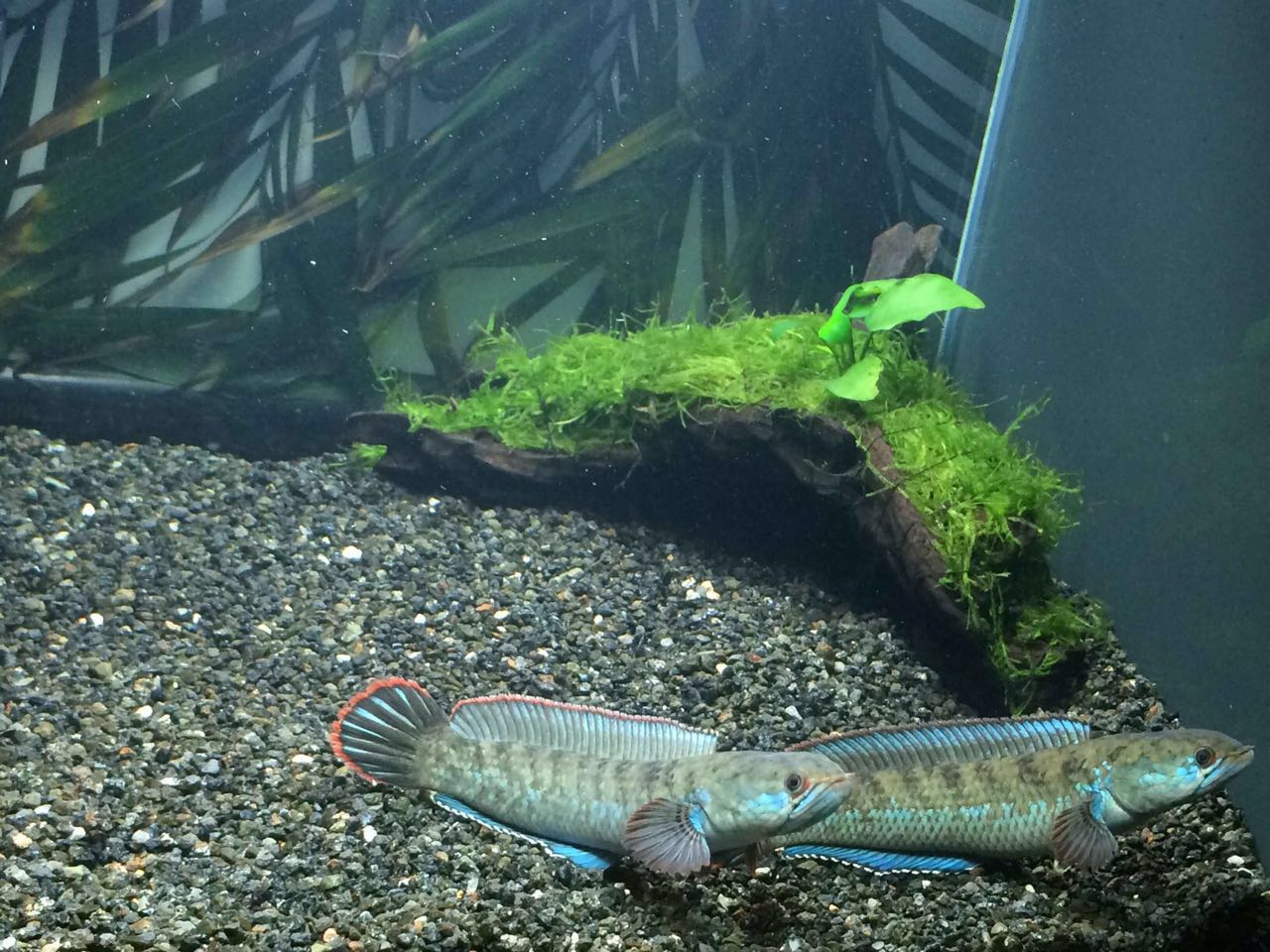 七星鱼？养了一年的鱼塘，年底却捞起一群没见过的怪鱼，能吃吗？