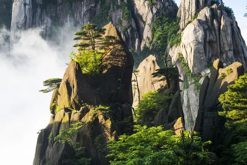 「内部泄密」最近一个月成交量最高的十大树种排行榜