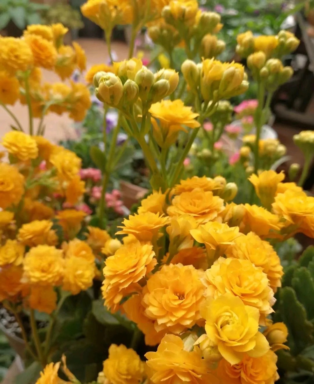 单瓣长寿花品种大全图,长寿花单瓣最好看的品种