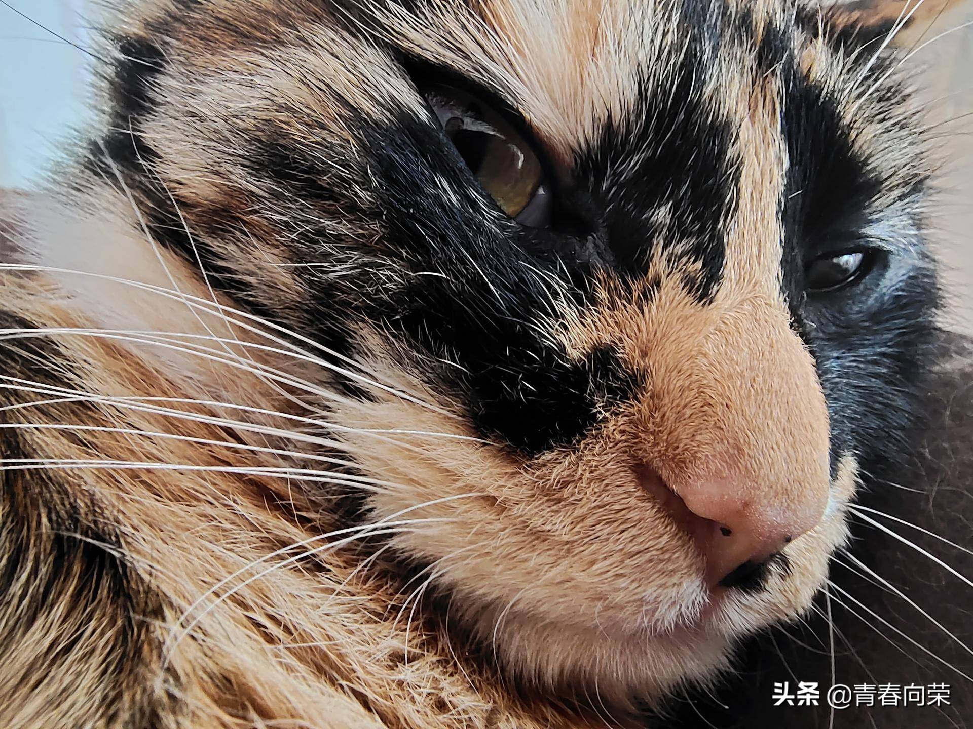 一份来自用户角度的评测：VIVONEX3S手机