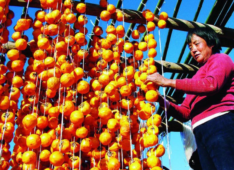 柿饼厂柿饼的保存方法和注意事项,柿子丰收后的处理方法